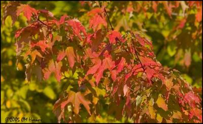 9463 Autumn Red.jpg