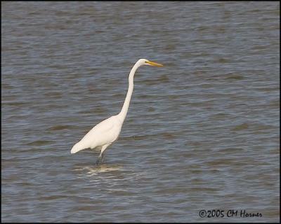 9511 Great Egret.jpg