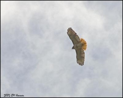 9610 Red-tailed Hawk.jpg