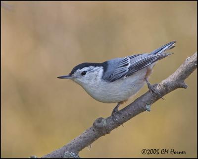 9645 White-breasted Nuthatch.jpg