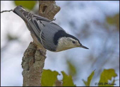 9662 White-breasted Nuthatch.jpg