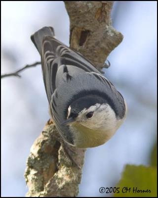 9663 White-breasted Nuthatch.jpg