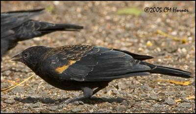 9670 Red-winged Blackbird male.jpg
