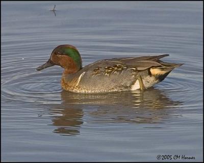 9767 Green-winged Teal.jpg