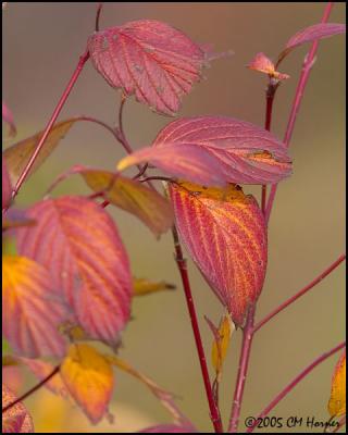 9817 Autumn Reds.jpg