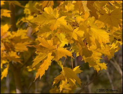9866 Golden Maple Leaves.jpg