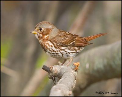 9874 Fox Sparrow.jpg