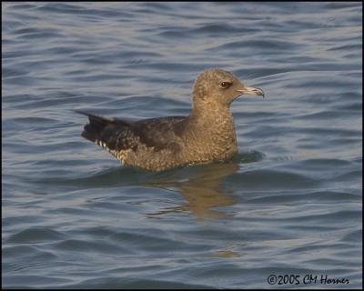 0138 Pomarine Jaeger juvenile.jpg