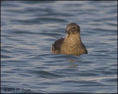 0144 Pomarine Jaeger juvenile.jpg