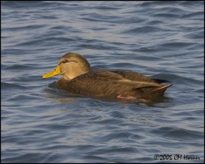 0201  American Black Duck.jpg