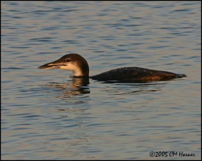 0307 Common Loon winter.jpg