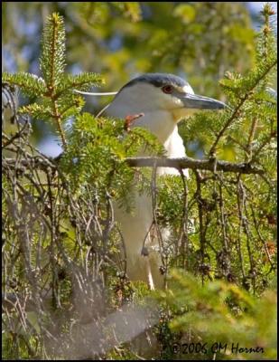 2141 Black-crowned Night-Heron.jpg