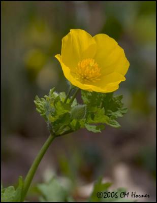 2272 Woodland Poppy.jpg