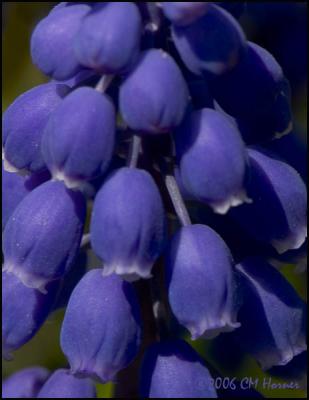 2320 Grape Hyacinth.jpg