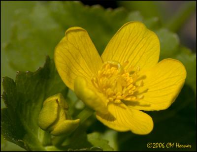 2329 Marsh Marigold.jpg