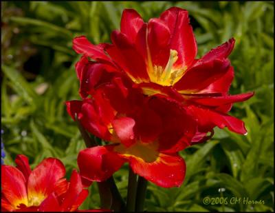2352 Double Red Tulips.jpg