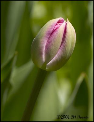 2359 Pink Tulip Bud.jpg