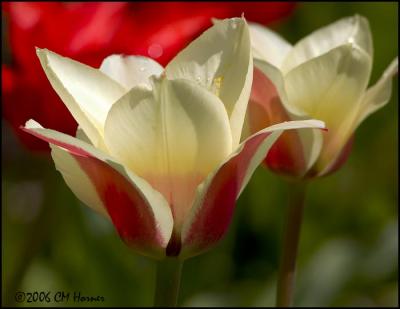 2362 Red &  White Tulips.jpg