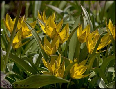 2372 Mini Yellow Tulips.jpg