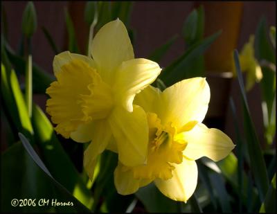 2381 Daffodils.jpg