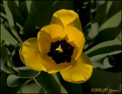 2392 Yellow Tulip.jpg