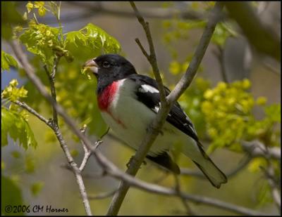 2427 Rose-breasted Grosbeak.jpg