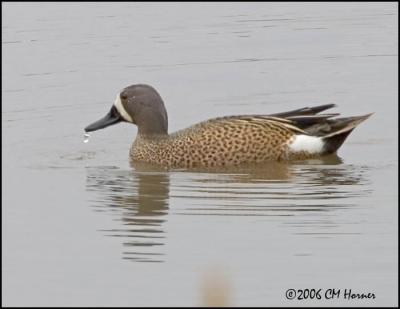 2540 Blue-winged Teal drake.jpg