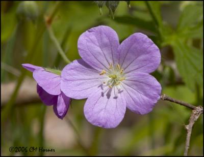 2565 Wild Geranium.jpg