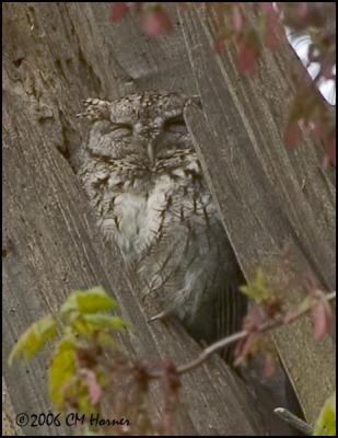 2607 Eastern Screech-owl.jpg