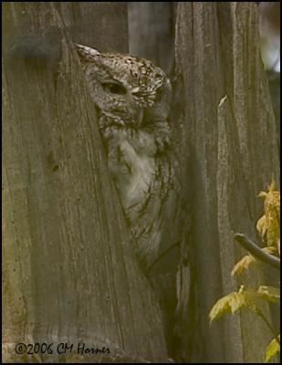 2615 Eastern Screech-owl.jpg