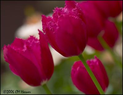 2651 Pink Fringed Tulips.jpg