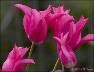 2669 Pink Tulips.jpg