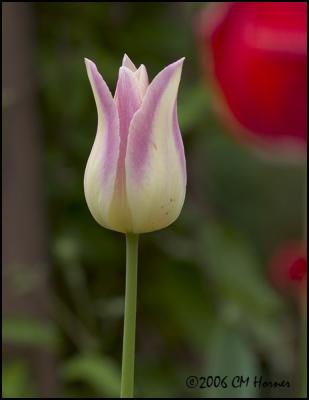 2670 Mauve and White Tulip.jpg