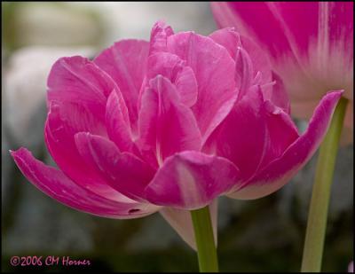 2671 Double Pink Tulips.jpg