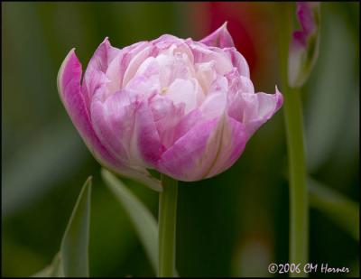 2672 Double Pink Tulips.jpg