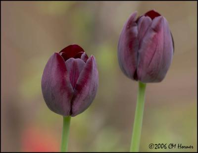 2674 Dark Purple Tulips.jpg