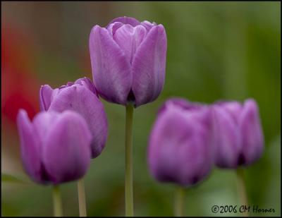 2675 Purple Tulips.jpg
