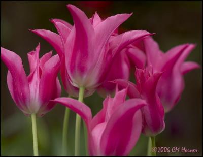 2682 Pink Tulips.jpg