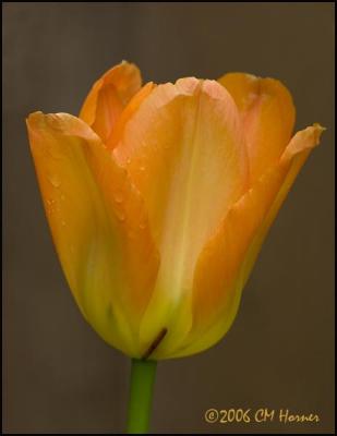 2694 Orange Tulip.jpg