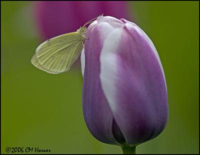 2773 Cabbage White on tulip.jpg