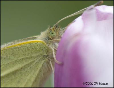 2785 Cabbage White on Tulip.jpg