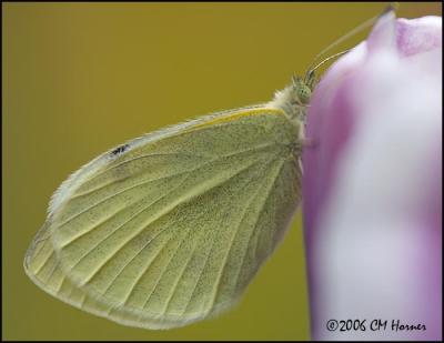 2796 Cabbage White on Tulip.jpg