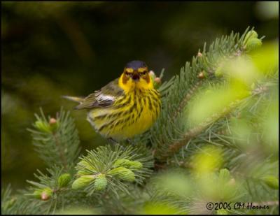 2839 Cape May Warbler male.jpg