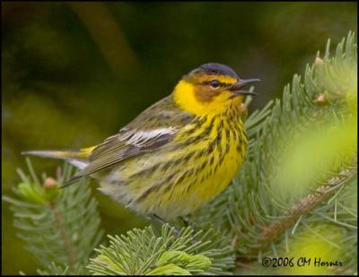 2840 Cape May Warbler male.jpg