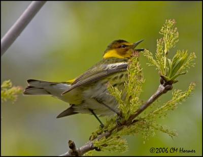 2855 Cape May Warbler male.jpg