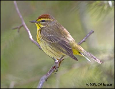 3010 Palm Warbler.jpg