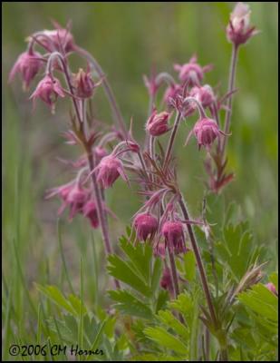 3122 Prairie Smoke.jpg