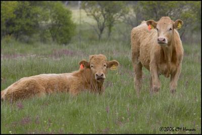 3159 Cattle amid the Prairie Smoke.jpg