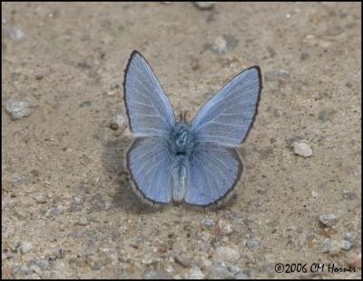 3177 Silvery Blue dorsal.jpg
