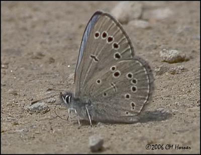 3181 Silvery Blue ventral.jpg